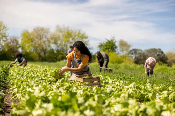 Ouvriers-Agricoles-Roumains-2025 Recruter des Ouvriers Agricoles Roumains en Travail Détaché en France