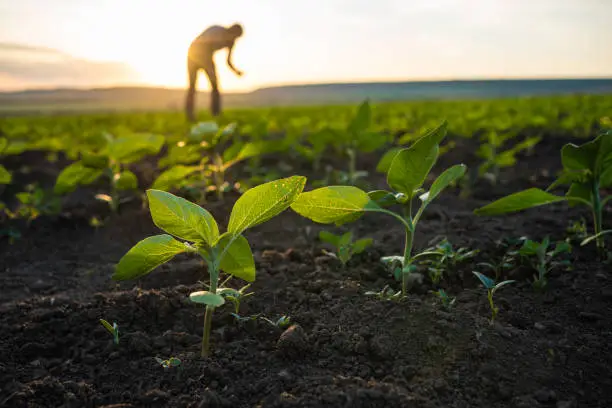 ingenieurs-agronomes-roumains-2025 Recruter des ingénieurs agronomes roumains en intérim en Europe