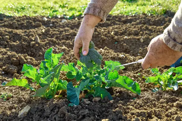 Recruter Ingénieur Agronome détaché depuis la Roumanie