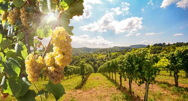 travailleurs-detaches-roumains-dans-lagriculture Les travailleurs détachés roumains dans l'agriculture en Europe